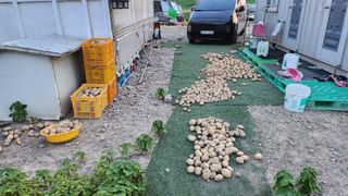 Luuna님의 감자 · 영농일지 작성글 사진