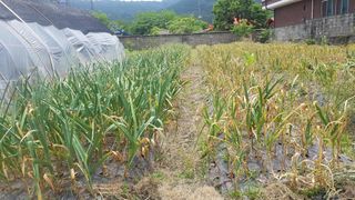 김용호님의 마늘 · 영농일지 작성글 사진