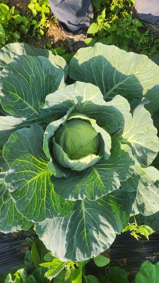 홍성관님의 양배추 · 영농일지 작성글 사진