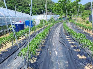 이보천님의 고추 · 영농일지 작성글 사진