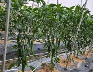 자유인1님의 고추 · 영농일지 작성글 사진