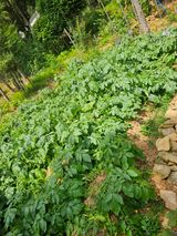 팜모닝 자유주제·자유게시판 게시글 이미지