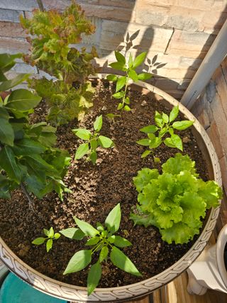 조순귀창원성산구사파님의 자유주제 · 자유게시판 작성글 사진