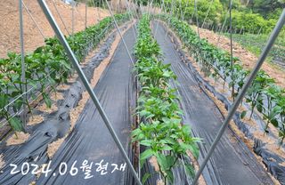 곽순영 님의 고추 · 영농일지 작성글 사진