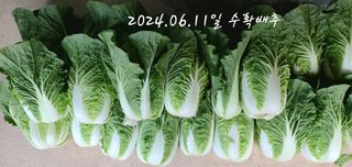 곽순영 님의 고추 · 영농일지 작성글 사진