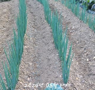 곽순영 님의 고추 · 영농일지 작성글 사진