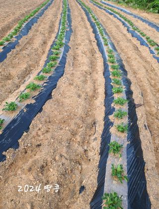 곽순영 님의 고추 · 영농일지 작성글 사진