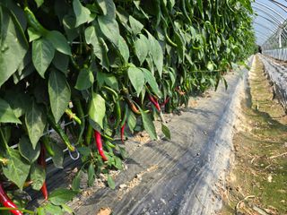 팜모님정보감사합니다님의 자유주제 · 자유게시판 작성글 사진