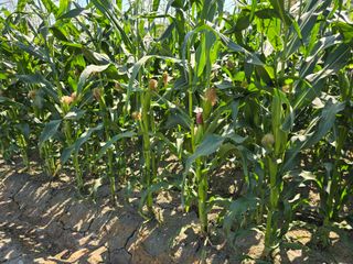 팜모님정보감사합니다님의 자유주제 · 자유게시판 작성글 사진