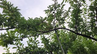 안동호님의 복숭아 · 영농일지 작성글 사진