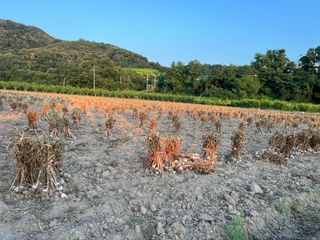 독거논네님의 마늘 · 영농일지 작성글 사진
