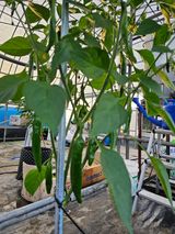 팜모닝 고추·일상 게시글 이미지