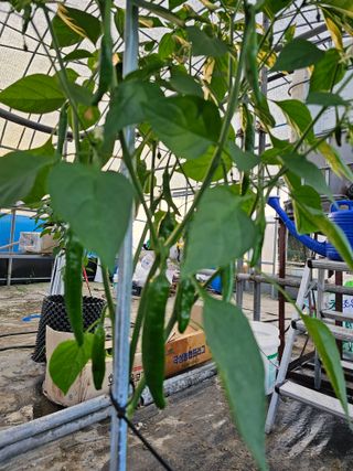 전주 용팔이님의 고추 · 일상 작성글 사진