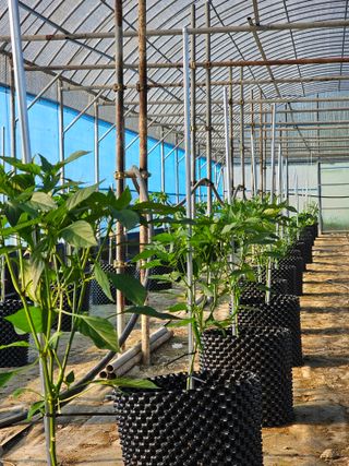 전주 용팔이님의 고추 · 일상 작성글 사진