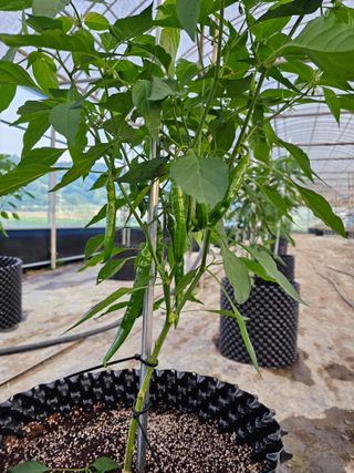 전주 용팔이님의 고추 · 일상 작성글 사진