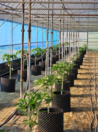 전주 용팔이님의 고추 · 일상 작성글 사진