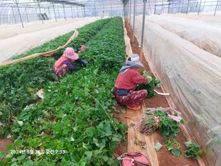 농촌이백억농원^^님의 고구마 · 영농일지 작성글 사진