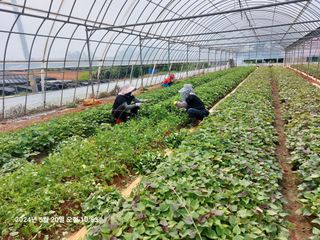 농촌이백억농원^^님의 고구마 · 영농일지 작성글 사진