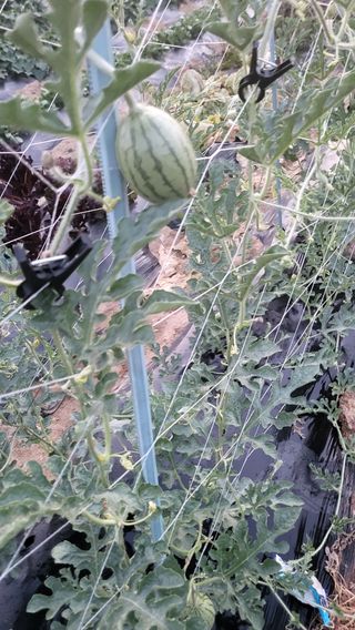 최승균님의 자유주제 · 자유게시판 작성글 사진