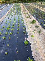 팜모닝 참깨·영농일지 게시글 이미지