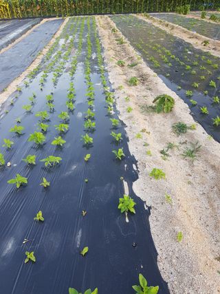 유목님의 참깨 · 영농일지 작성글 사진