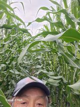 팜모닝 옥수수·영농일지 게시글 이미지