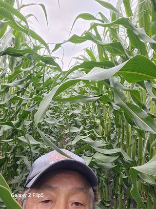 정상붕님의 옥수수 · 영농일지 작성글 사진