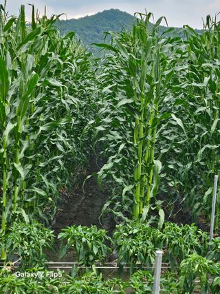 정상붕님의 옥수수 · 영농일지 작성글 사진