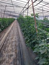 팜모닝 고추·영농일지 게시글 이미지