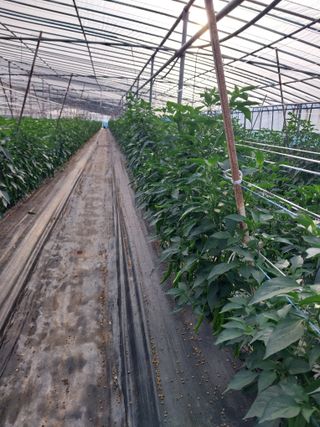 하늘샘(하경수)님의 고추 · 영농일지 작성글 사진