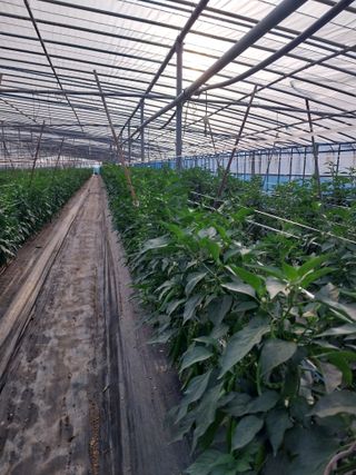 하늘샘(하경수)님의 고추 · 영농일지 작성글 사진