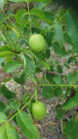 팜모닝 기타작물·영농일지 게시글 이미지