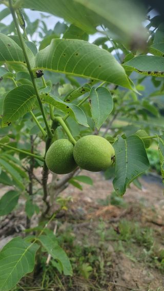 쨍하고해뜨는농원님의 기타작물 · 영농일지 작성글 사진