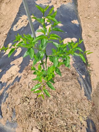 박성기님의 기타작물 · 영농일지 작성글 사진