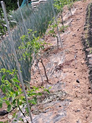 박성기님의 기타작물 · 영농일지 작성글 사진