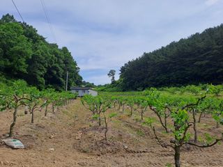 박성기님의 기타작물 · 영농일지 작성글 사진