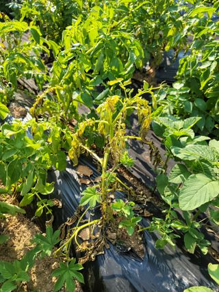 친환경님의 감자 · 병해충상담 작성글 사진