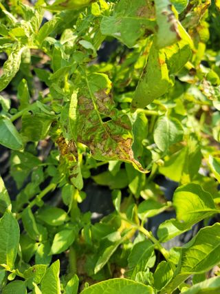 친환경님의 감자 · 병해충상담 작성글 사진