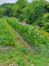 팜모닝 옥수수·영농일지 게시글 이미지