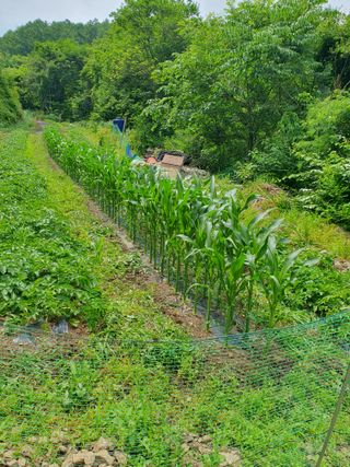 이상준님의 옥수수 · 영농일지 작성글 사진