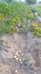 팜모닝 감자·영농일지 게시글 이미지