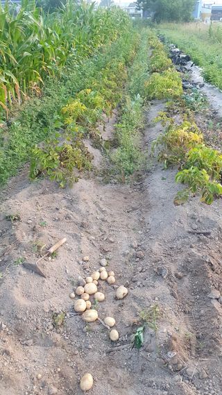 박철규 님의 감자 · 영농일지 작성글 사진