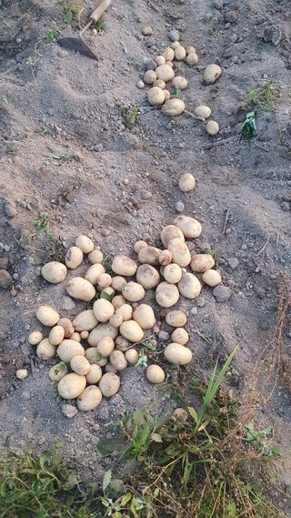 박철규 님의 감자 · 영농일지 작성글 사진