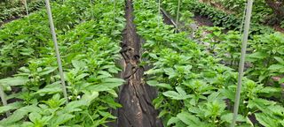 장준재님의 참깨 · 영농일지 작성글 사진