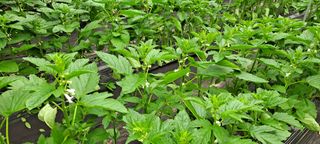 장준재님의 참깨 · 영농일지 작성글 사진