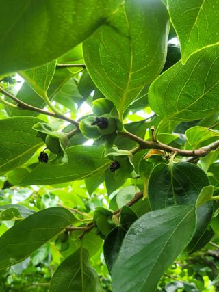 문산농부님의 감 · 영농일지 작성글 사진