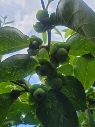 문산농부님의 감 · 영농일지 작성글 사진