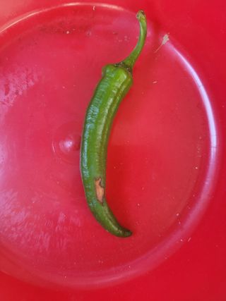 문산농부님의 감 · 영농일지 작성글 사진