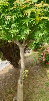 팜모닝 자유주제·자유게시판 게시글 이미지