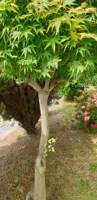 밤가시 여주농장님의 자유주제 · 자유게시판 작성글 사진